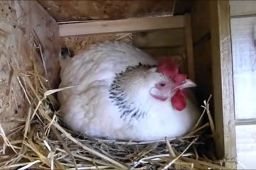 cómo duermen las gallinas