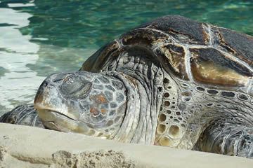 cómo duermen las tortugas