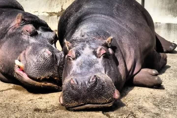 cómo duermen los hipopótamos
