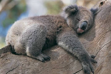 cómo duermen los koalas