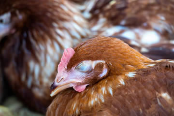 cómo duermen los pollos