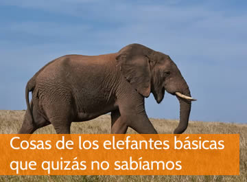 cosas de los elefantes básicas que quizás no sabíamos