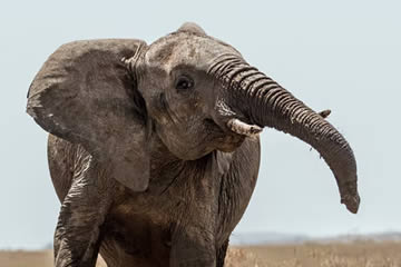 por donde respiran los elefantes