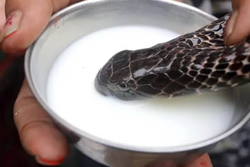 a las serpientes les gusta la leche