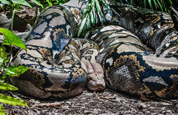 cual es la serpiente más larga del mundo