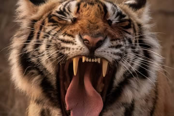 cual es el tigre mas grande del mundo