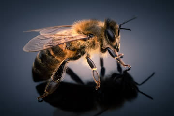 Cuál es el significado de soñar con abejas que te pican