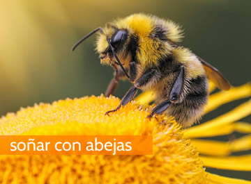 Soñar con abejas, un sueño que habla sobre tu vida laboral