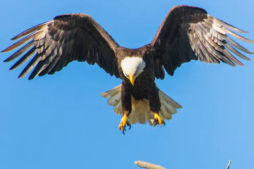 Cuál es el significado de soñar con águilas volando