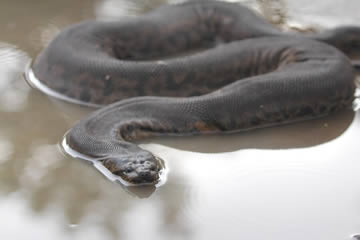 soñar con anaconda