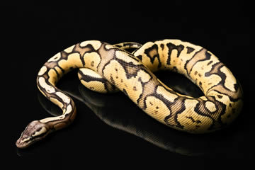 soñar con anaconda