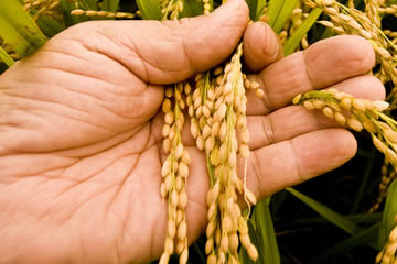 soñar con arroz