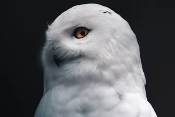 búho blanco