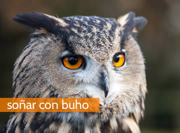mirando a todos lados soñando con búhos