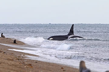 Interpretación de soñar con una ballena negra en la orilla