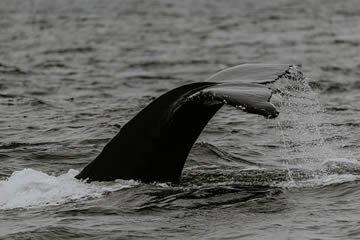 Significado de soñar con una ballena negra
