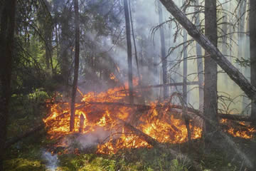 Qué significa soñar con fuego en un bosque