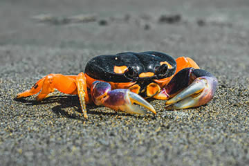 cangrejos de colores