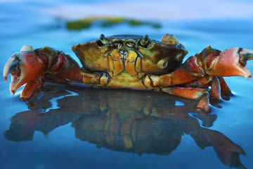 cangrejos de mar