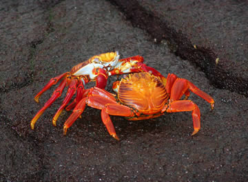 cangrejos rojos