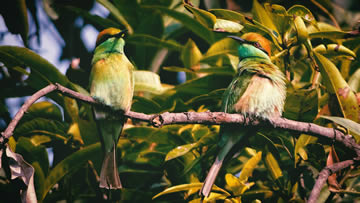 pajaros cantando