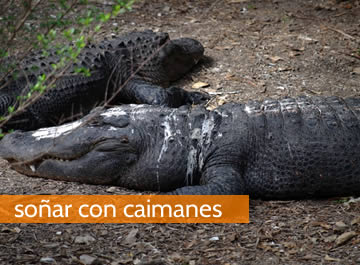 soñar con caimanes
