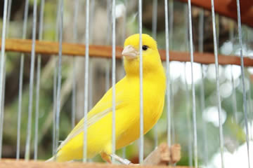 Qué significa soñar con canarios en jaula