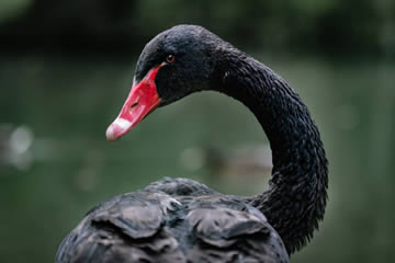 Significado de soñar con cisne negro