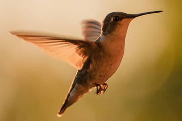 Qué significa soñar con un colibrí