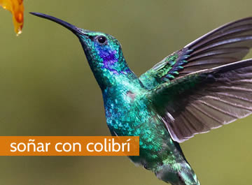 Soñar con colibrí, algo muy bonito se aproxima