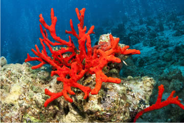 Qué significa soñar con coral rojo