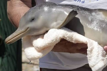 Qué significa soñar con delfín bebe