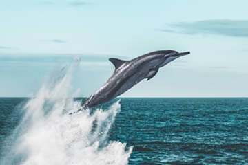 Qué significa soñar con delfines saltando