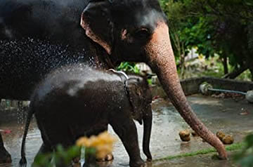 Qué significa soñar con elefante negro