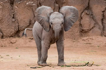 Qué significa soñar con elefantes bebés