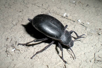 Qué significa soñar con escarabajos negros