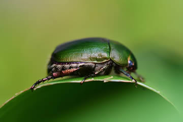 Qué significa soñar con escarabajos verdes