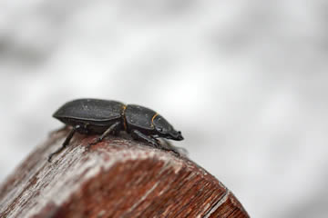 Cuál sería el significado de soñar con escarabajos
