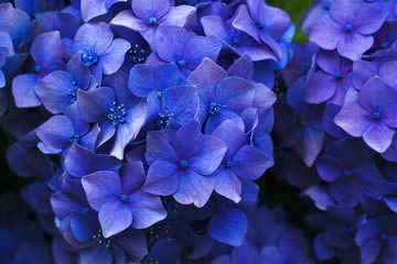 Qué significa soñar con flores azules