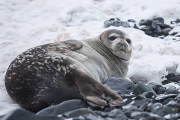 Qué significa soñar con una foca marina