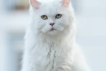 Qué significa soñar con gato blanco