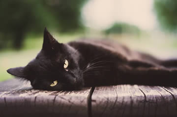 Qué significa soñar con gato negro cariñoso