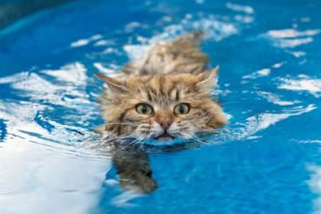 Qué significa soñar con gatos en el agua