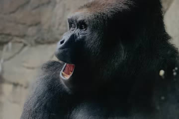 Qué significa soñar con gorila negro