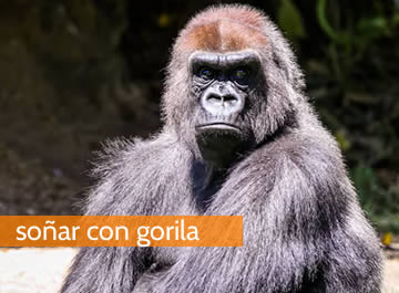 Soñar con gorila, un sueño para personas de carácter fuerte