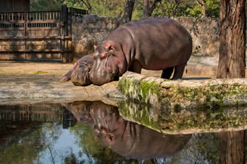 soñar con cria de hipopótamo