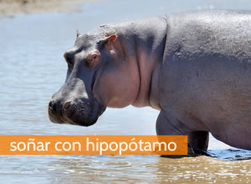 Soñar con hipopótamos, un sueño que habla sobre seguridad y confianza