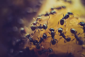 Qué significa soñar con muchas hormigas negras pequeñas