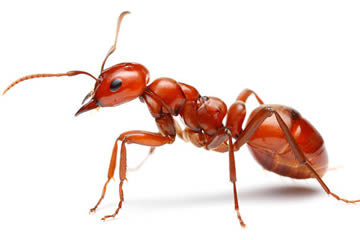 Cuál es el significado de soñar con hormigas rojas