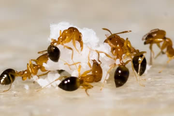 Qué significa soñar con hormigas pequeñas